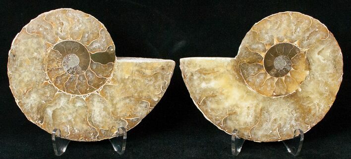 Polished Ammonite Pair - Million Years #15894